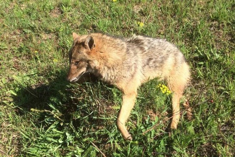Šakali okupirali grmečke šume, lovci planiraju hajke