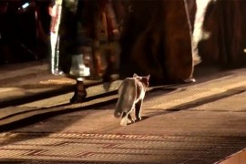 Mačka prošetala pistom tokom Diorove revije