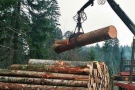 Veća proizvodnja šumskih sortimenata, manja prodaja