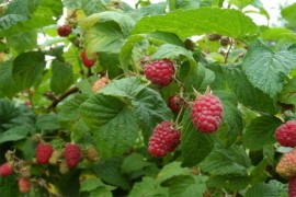 Objavljena akontativna cijena maline od 2,2 KM