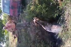 Kravu vezao oko vrata i čupao autom iz kanala