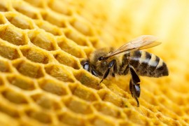 Propolis usporava rast bakterija