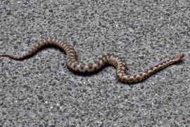 U Hrvatskoj već zabilježen ugriz poskoka: Šta uraditi u slučaju ...