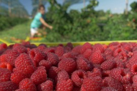 Malinari sanjaju duplo veće otkupne cijene