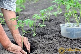 Razgrabljeno 100.000 sadnica u USK-u