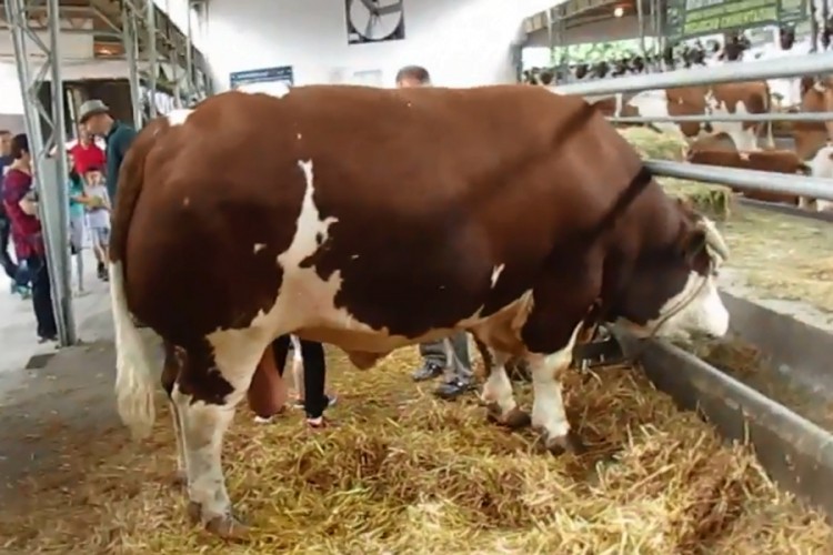 Bik Mališa težak 1.710 kilograma zvijezda sajma u Novom Sadu
