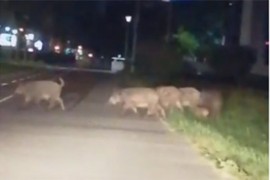 Divlje svinje i na Kalemegdanu, jedna pala sa garaže i nastradala