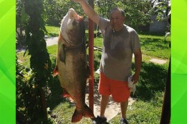 Ulovio tolstolobika teškog 55 kilograma