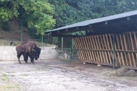 Iz beogradskog u sarajevski ZOO vrt stigao ugroženi bizon