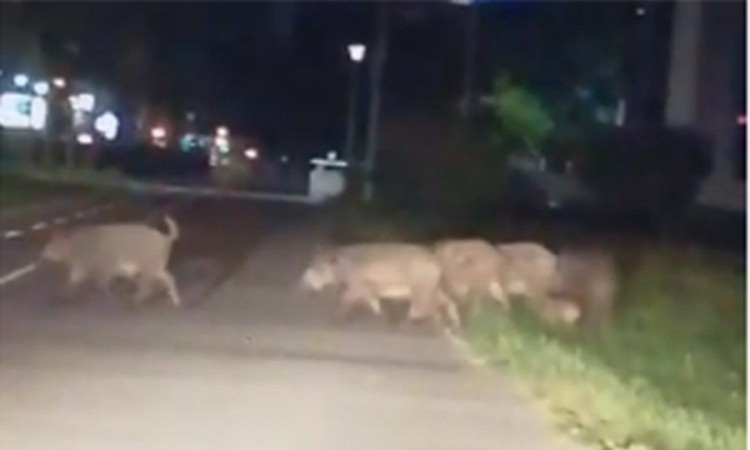 Divlje svinje i na Kalemegdanu, jedna pala sa garaže i nastradala