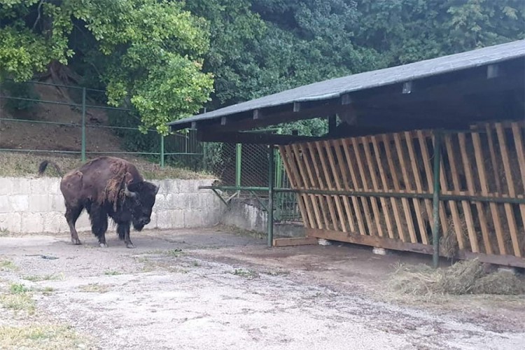 Iz beogradskog u sarajevski ZOO vrt stigao ugroženi bizon