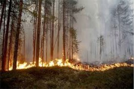Veliki šumski požar na sjeveru Njemačke