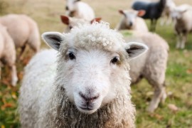 Q groznicom zaraženo 275 ovaca kod Tomislavgrada