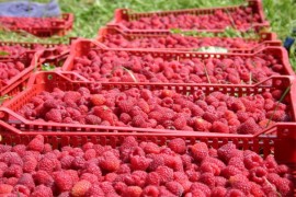 Prijedorski malinari nezadovoljni prinosom