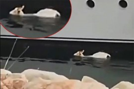 Koza plivala u moru pored jahte