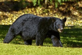 Biftek za psa koji je otjerao medvjeda iz komšijinog dvorišta