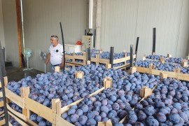 Počeo otkup rane šljive po cijeni od 80 feninga