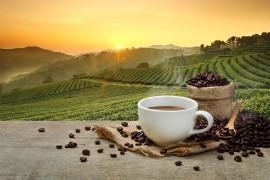 Kafa, čokolada i pivo žrtve klimatskih promjena