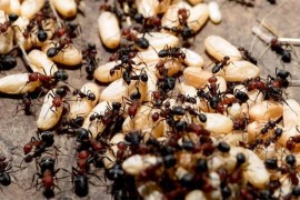 Jestivi insekti smanjuju rizik od raka