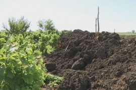 Turski tok "obrao" srpske vinograde: Imanja uništena bez obavještenja