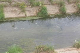 Riba u rječici Širokoj uginula zbog fekalija i niskog vodostaja