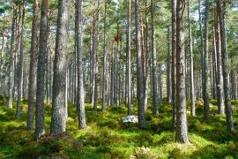 Od naknada za korištenje šuma 619.834 KM