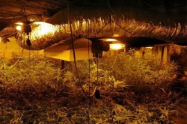 Ocu i sinu iz Srpca koji su uzgajali marihuanu predložen pritvor