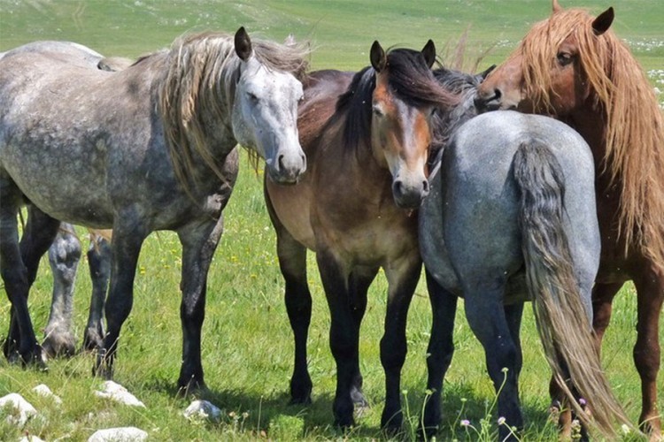 Ženu u Sutomoru ujeo konj