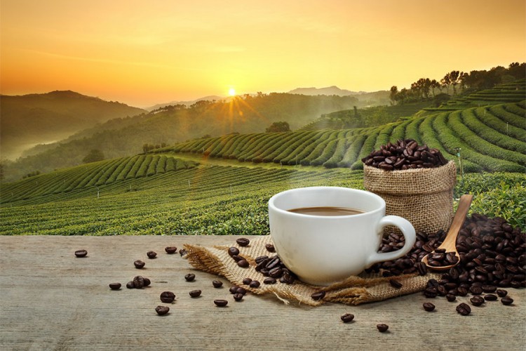 Kafa, čokolada i pivo žrtve klimatskih promjena