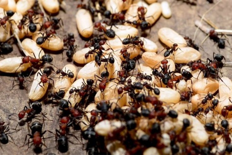 Jestivi insekti smanjuju rizik od raka