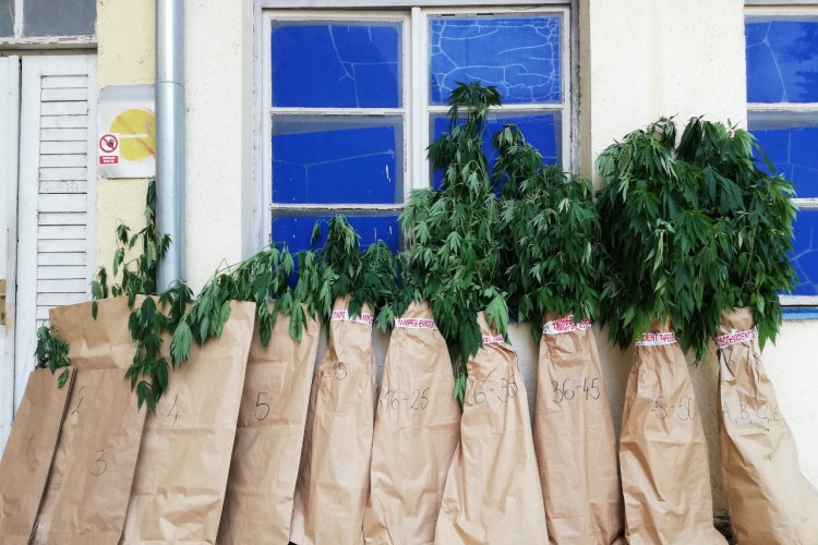 Pronađena plantaža marihuane, uhapšeni stric i bratić