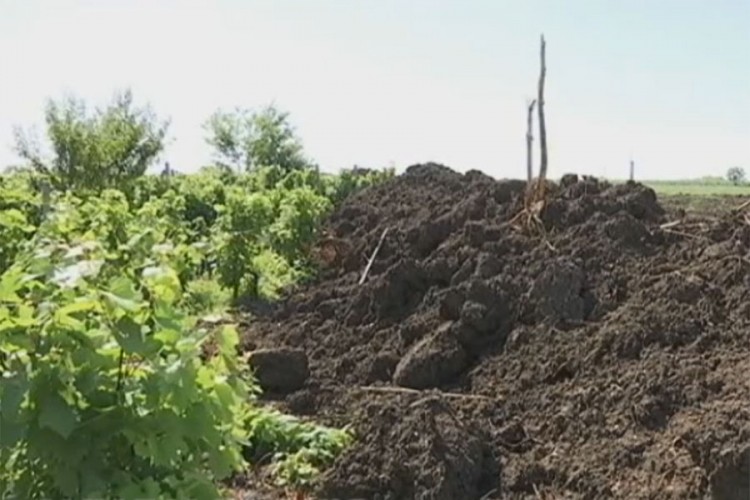 Turski tok "obrao" srpske vinograde: Imanja uništena bez obavještenja