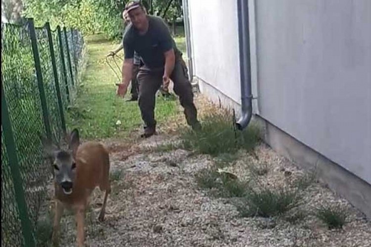 Srndać zalutao u grad, uhvaćen uz puno muke