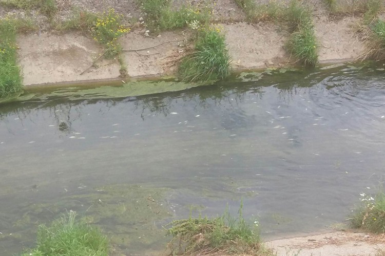 Riba u rječici Širokoj uginula zbog fekalija i niskog vodostaja