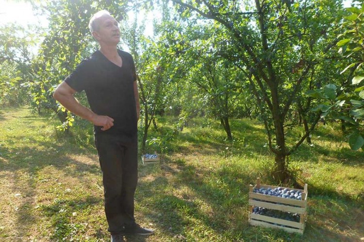 Kiša "obrala" voće