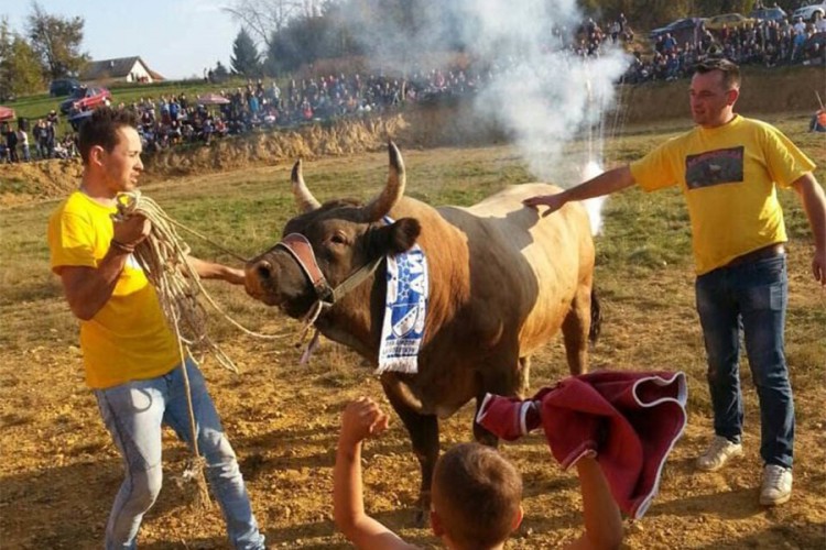 Bik Medonja pobjednik na Čevljanskoj koridi