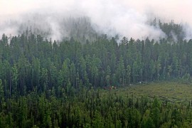 Medvedev naredio istragu o uzroku požara u Sibiru