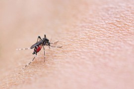 Registrovan prvi oboljeli od groznice Zapadnog Nila u Srbiji