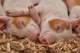 Ministarstvo o afričkoj svinjskoj kugi: Sumnja postoji, čekaju se ...