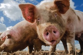 Sjeverna Makedonija zabranila uvoz svinja i svinjskog mesa iz Srbije
