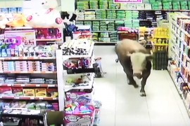Kurban od 750 kilograma pobjegao u market