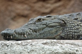 Krokodil na Filipinima pojeo dječaka pred očima brata i sestre