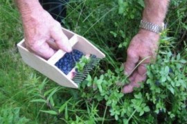 Voćari iz Hercegovine traže sezonske radnike