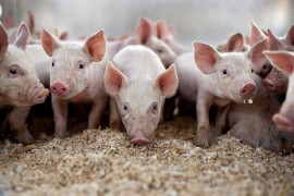 Formiran Zajednički centar za kontrolu afričke kuge svinja