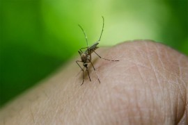 Preminula oboljela od groznice zapadnog nila