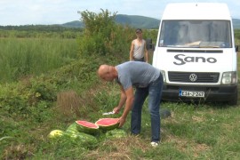 Lubenice i dinje rodile kao nikada do sada