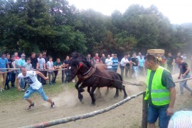 Prva štraparijada u Sanskom Mostu: Radni konji se takmičili u snazi i ...