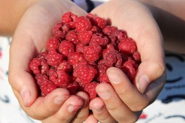 Pet superzdravih činjenica o malinama