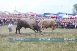 Bik Žujica ponovo pobijedio na Kočićevom zboru