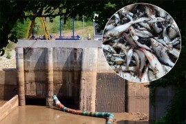 Kvar na zatvaraču brane prouzrokovao pomor ribe